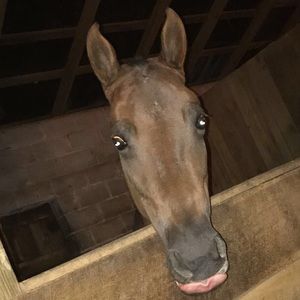 Meet your Posher, Layla